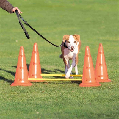 Trixie Hund Aktivität Hürde Gesetzt