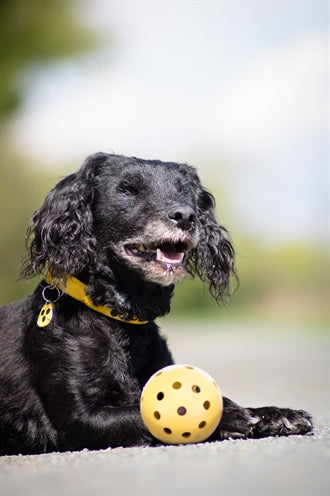 Trixie Aus Naturkautschuk Mit Glocke Für Blinde Oder Behinderte Hunde