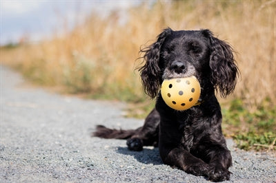 Trixie Aus Naturkautschuk Mit Glocke Für Blinde Oder Behinderte Hunde