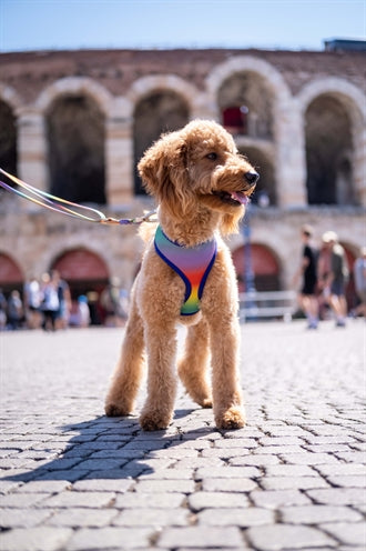 Morso Hundegeschirr Körper Mesh Recycelt Frühlingsblüte