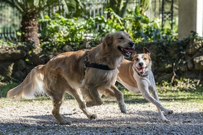 Morso Norwegisches Hundegeschirr Recyceltes Vollmetall Hundegeschirr Braun