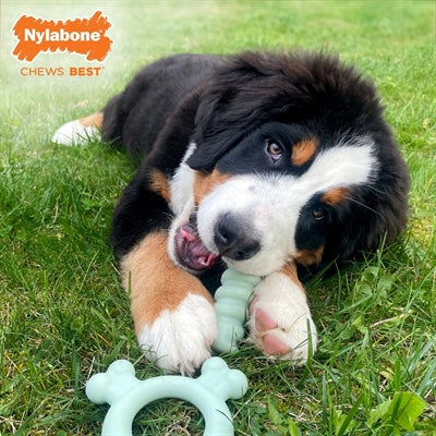 Nylabone Welpe Tastring Huhn Geschmack