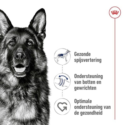 Royal Canin Maxi Erwachsene