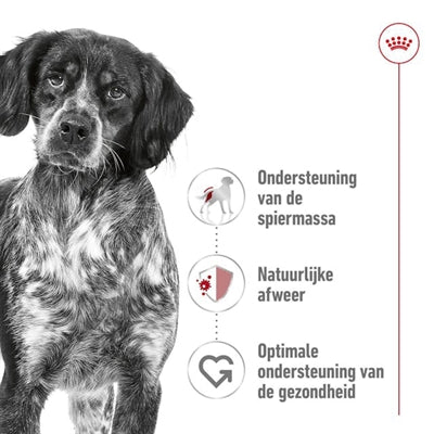 Royal Canin Mittel Erwachsen