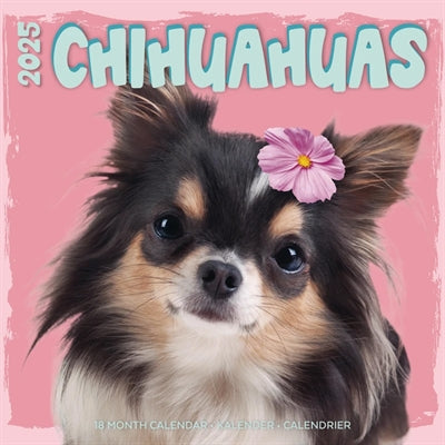 Markenlos Kalender Chihuahua Studio 2025