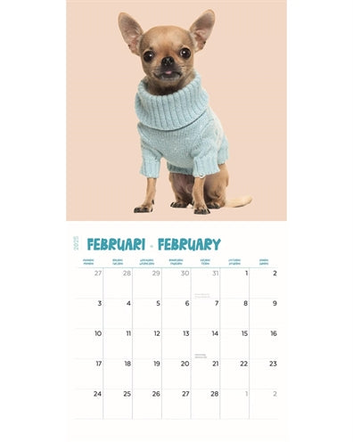 Markenlos Kalender Chihuahua Studio 2025