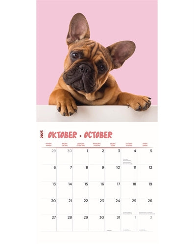 Markenlos Kalender Frenchies Studio 2025