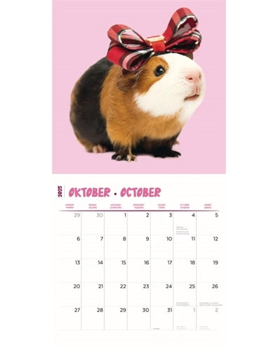 Markenlos Kalender Meerschweinchen Studio 2025