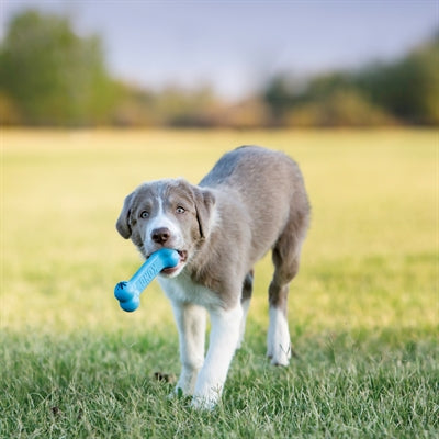 Kong Puppy Goodie Bone Rosa Oder Blau Sortiert