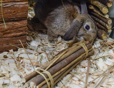 Nature First Glückliches Haustier Weidenstöcke