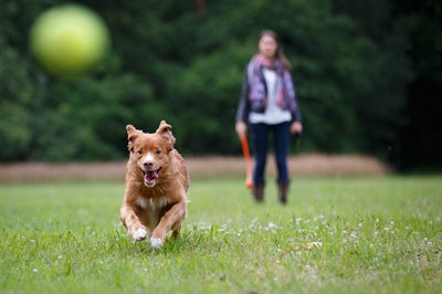 Happy Pet Glückliches Haustier Werfen N Apportieren Wurfstab-Assorti