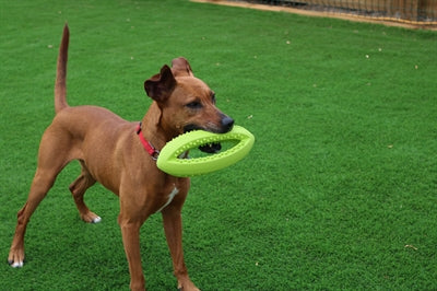 Happy Pet Grubber Interaktiver Rugby-Ball