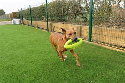 Happy Pet Grubber Interaktiver Rugby-Ball